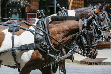 Charleston, South Carolina, USA. Bridled pair of appaloosa horses with horse eye blinders
