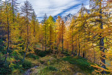 Obraz premium autumnal mountain landscape inside the Alpe Devero, Val D'Ossola, Verbania, Italia