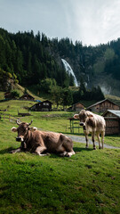 Swiss scene with cows in the mountains with  waterfall as background