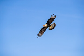 USA, Texas, Starr County. Santa Clara Ranch, crested caracara in flight