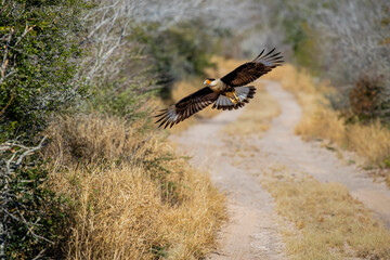 USA, Texas, Starr County. Santa Clara Ranch, crested caracara flying