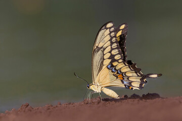 USA, Texas, Starr County. Santa Clara Ranch, giant swallowtail feeding