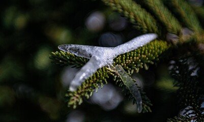 Icicle forming on evergreen branch during winter season in a forest setting