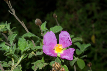 Obraz premium purple flower in the garden, Grey-haired rockrose (Cistus incanus, Cistus creticus), flower, medicinal plant. Sardinia, Italy
