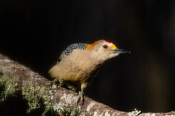 USA, Texas, Hidalgo County. Laguna Seca Ranch, golden-fronted woodpecker foraging