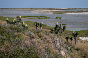 USA, Texas, Cameron County. Laguna Atascosa National Wildlife Refuge, yucca blooming