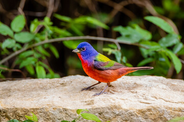 USA, Texas, Kendall County. Block Creek Natural Area, male painted bunting.