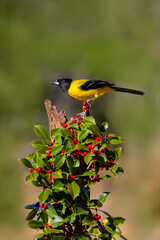 USA, Texas, Starr County. Santa Clara Ranch. Audubon's oriole perched in American holly