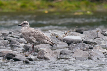 Close-up of a Thayer's gull (Larus glaucoides thayeri) walking by the shore, Kenai River, Kenai Peninsula, Alaska, USA