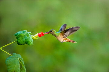 USA, Texas, Hidalgo County. Bluff-bellied hummingbird feeding