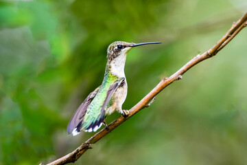 Fototapeta premium USA, Texas, Hidalgo County. Black-chinned hummingbird perched.