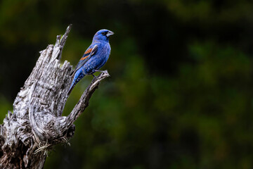 USA, Texas, Kinney County. Transition Ranch, blue grosbeak perched