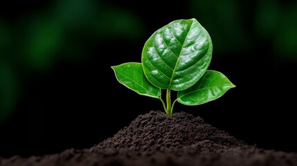 Naklejka premium New Growth: A young seedling emerges from the rich soil, symbolizing new beginnings, resilience, and the promise of life in a dark green natural background. 