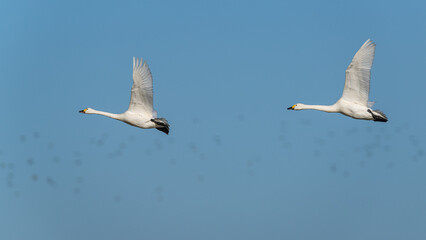 Tundra Swan, Bewick's Swan, Cygnus columbianus in flight at winter in Slimbridge, England