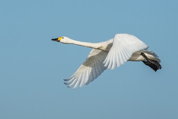 Tundra Swan, Bewick's Swan, Cygnus columbianus in flight at winter in Slimbridge, England