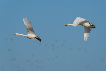 Obraz premium Tundra Swan, Bewick's Swan, Cygnus columbianus at winter in Slimbridge Mashes, England