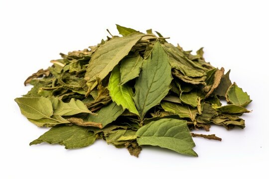 Dried boldo leaves - peumus boldus - forming a small pile, isolated on white background