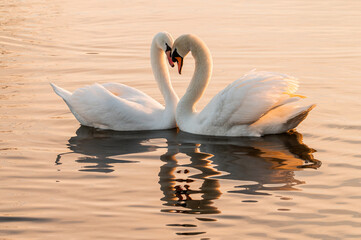 White swan couple in love forming a heart in the morning on the lake
