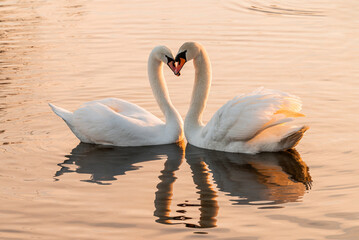 White swan couple in love forming a heart in the morning on the lake
