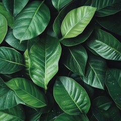 Green leaves background. Green leaf texture. Green leaf background. Green leaf background.