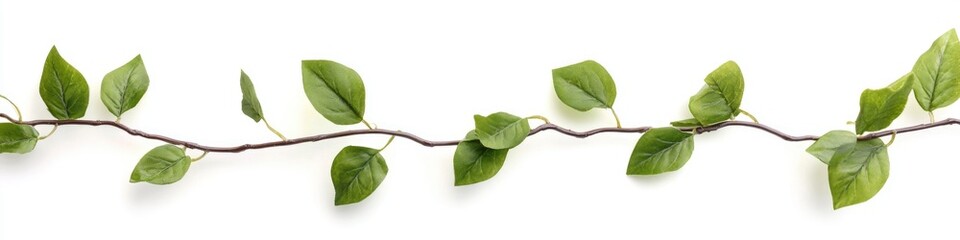Fototapeta premium A branch with lush green leaves against a clean white background