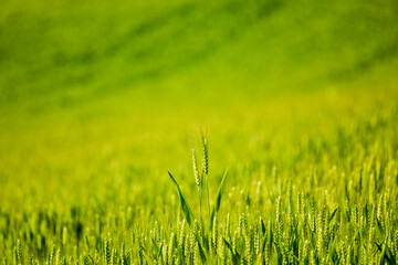 USA, Idaho, Genesee. Green wheat fields.