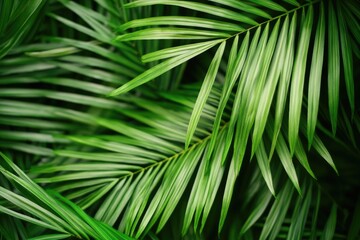 Close-up view of a green palm leaf with intricate details and textures