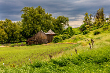 USA, Washington State, Colton, Palouse. Green wheat fields. Wooden barn or wooden shed.