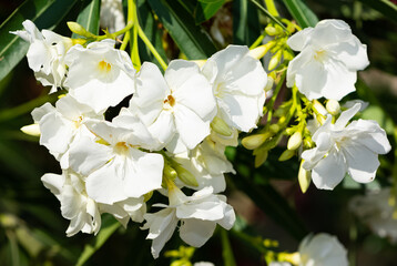 macro photos of various oleander flowers