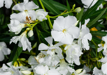 macro photos of various oleander flowers