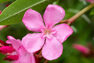 macro photos of various oleander flowers