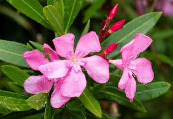 macro photos of various oleander flowers