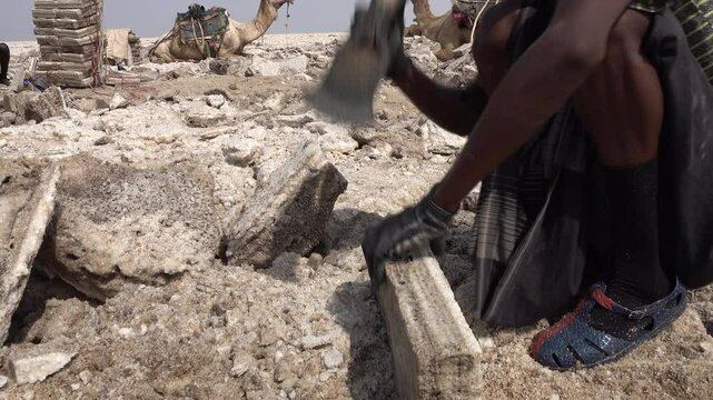 Salt miner chops large pieces of salt in Danakil desert, one of the hottest place on Earth, tough working conditions and manual labor in Ethiopia Africa
