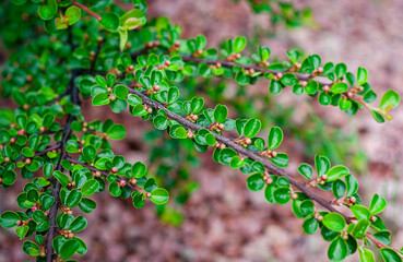 A close-up of a Cotoneaster branch with small glossy green leaves and tiny buds. One leaf in the...