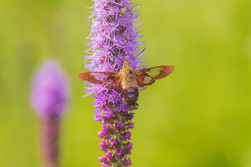 Hummingbird Clearwing moth at Prairie Blazing Star, Effingham County, Illinois