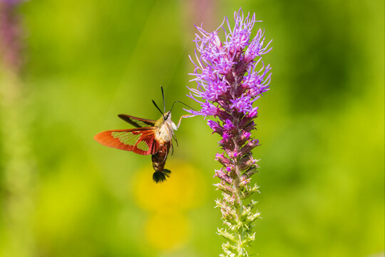 Hummingbird Clearwing moth at Prairie Blazing Star, Effingham County, Illinois