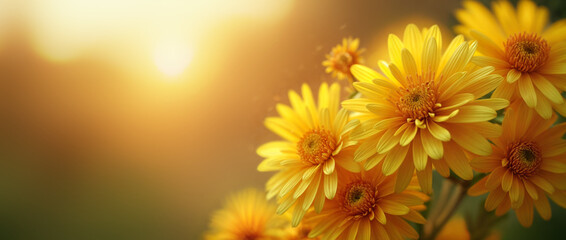 Yellow Chrysanthemums Dancing in Magical Golden Hour Sunlight Bokeh