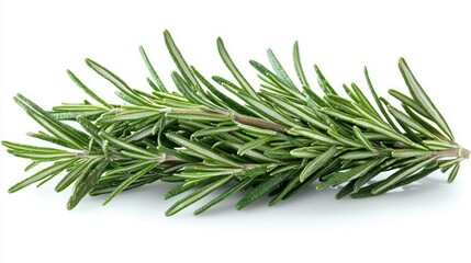 Fototapeta premium Fresh Sprig of Rosemary Herb Isolated on White Background
