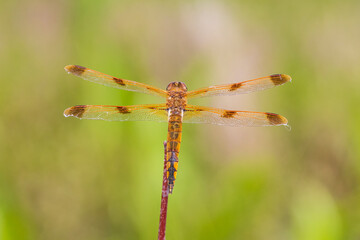 Painted Skimmer, Marion County, Illinois.