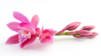 Fototapeta premium A close-up of a pink flower sitting on a white surface, perfect for use in designs and compositions