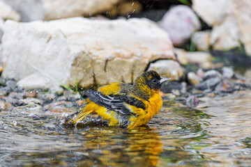 Baltimore Oriole female bathing, Marion County, Illinois.