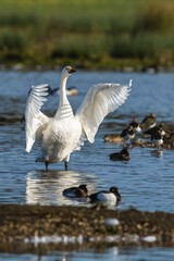 Tundra Swan, Bewick's Swan, Cygnus columbianus at winter in Slimbridge Mashes, England