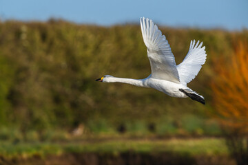 Tundra Swan, Bewick's Swan, Cygnus columbianus at winter in Slimbridge Mashes, England