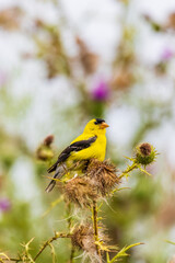 American Goldfinch male on bull thistle, Marion County, Illinois.