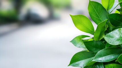 Fototapeta premium Lush green leaves, city street blur
