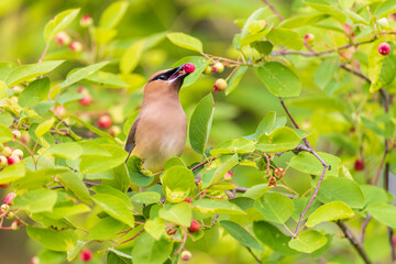 Cedar Waxwing eating Serviceberries, Marion County, Illinois.