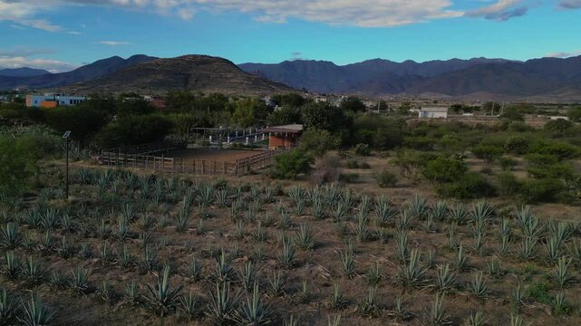 Campo de agave espad&iacute;n en el municipio de Santiago Matatl&aacute;n, Oaxaca. Turismo de destilado de agave: mezcal 