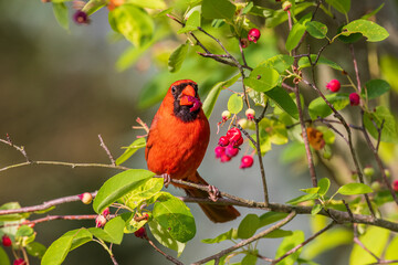 Northern Cardinal male eating serviceberries, Marion County, Illinois.