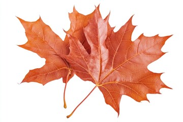 Obraz premium A detailed view of a single leaf on a white background, suitable for use in botanical or scientific contexts