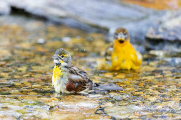 Dickcissel male bathing with Baltimore Oriole, Marion County, Illinois.